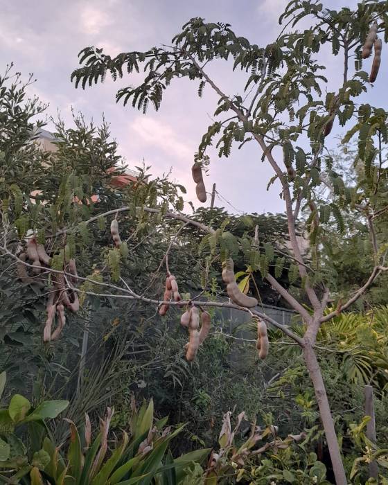 Tamarineira Gigante da Califórnia