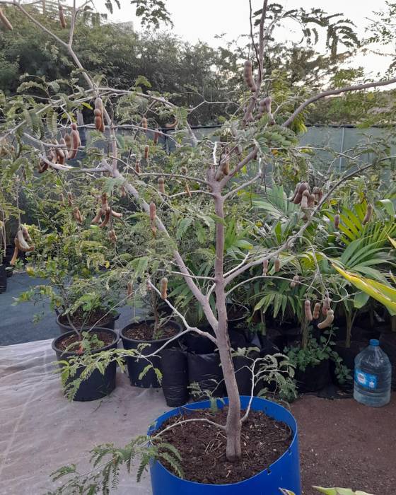 Tamarineira muito doce